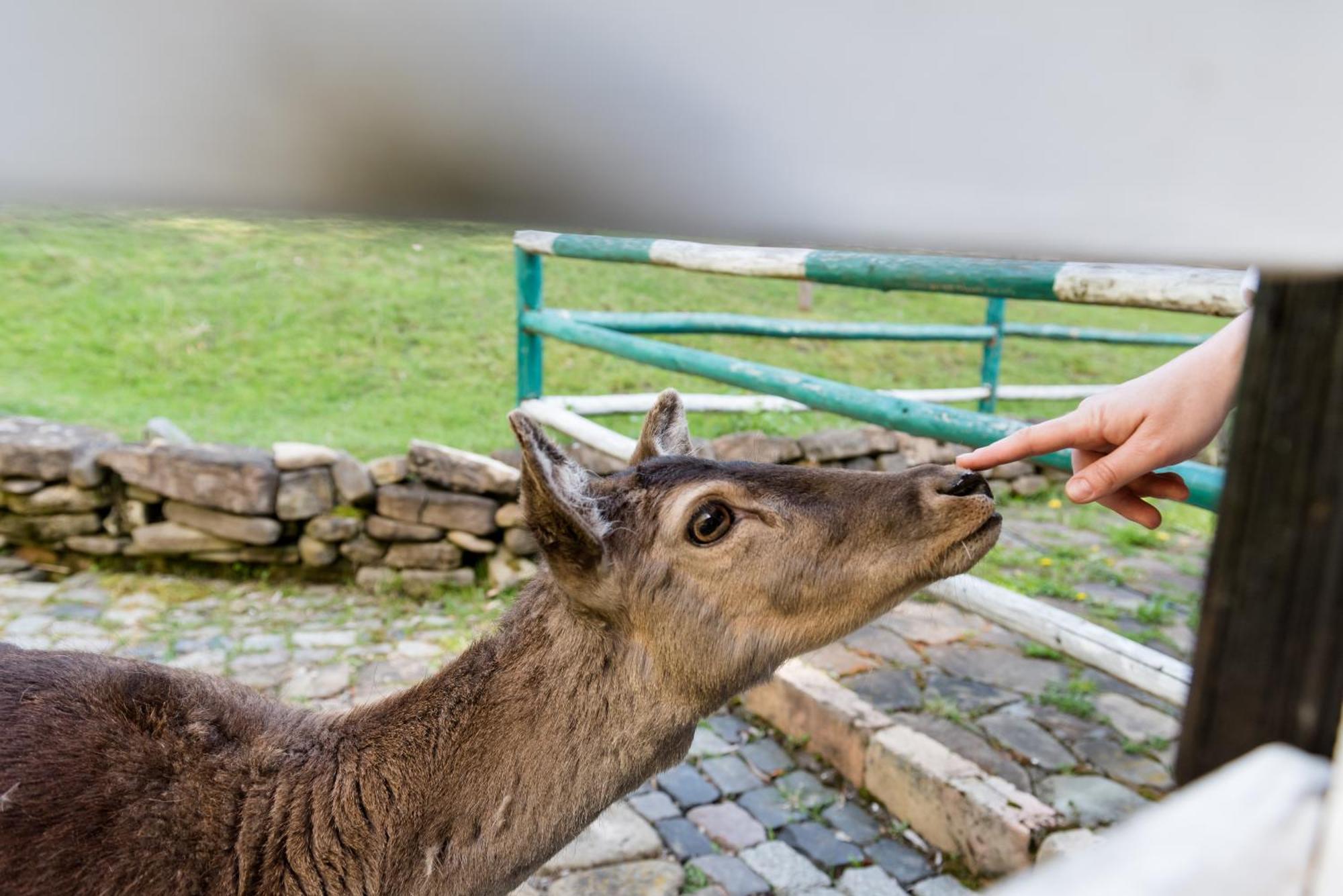 Pensiunea Casa Bunicilor Mînăstirea Humorului Esterno foto