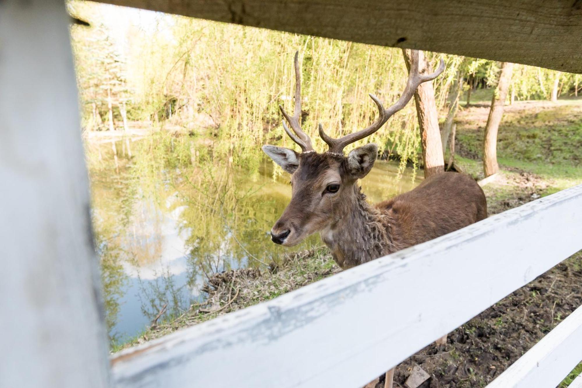 Pensiunea Casa Bunicilor Mînăstirea Humorului Esterno foto